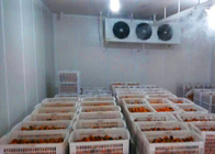 La pièce d'entreposage au froid d'oignon/tomate a adapté la taille aux besoins du client avec l'unité de condensation